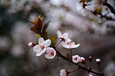 《寂静岭2：重制版》或于2024年初发售